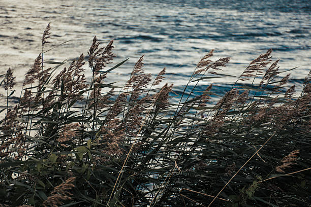Tall grasses with feathery tips are blowing in the wind along a water’s edge. The scene has a tranquil, almost nostalgic feel, with the grasses moving gently against a backdrop of rough waves
