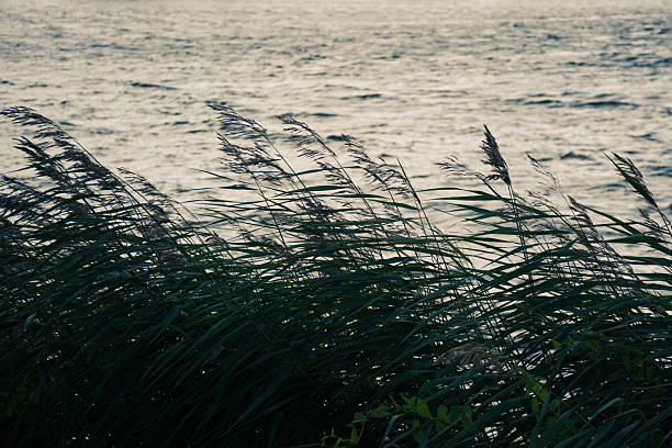 Tall grasses with feathery tips are blowing in the wind along a water’s edge. The scene has a tranquil, almost nostalgic feel, with the grasses moving gently against a backdrop of rough waves