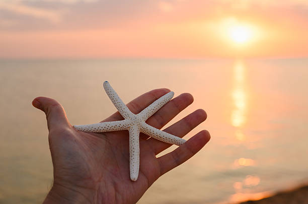istock Starfish in hand against sunset background. 2231359543