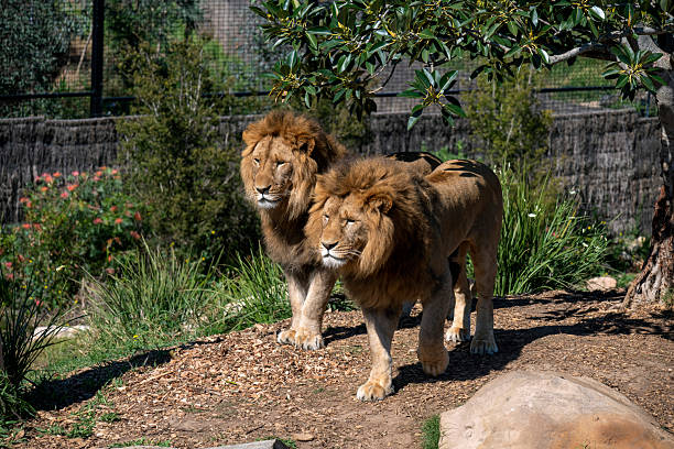The lion is a large cat of the genus Panthera native to Africa and India. It has a muscular, broad-chested body; short, rounded head; round ears; and a hairy tuft at the end of its tail. It is sexually dimorphic; adult male lions are larger than females and have a prominent mane