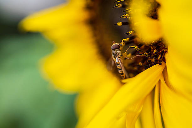 Close macro of hoverfly gathering sunflower pollen.