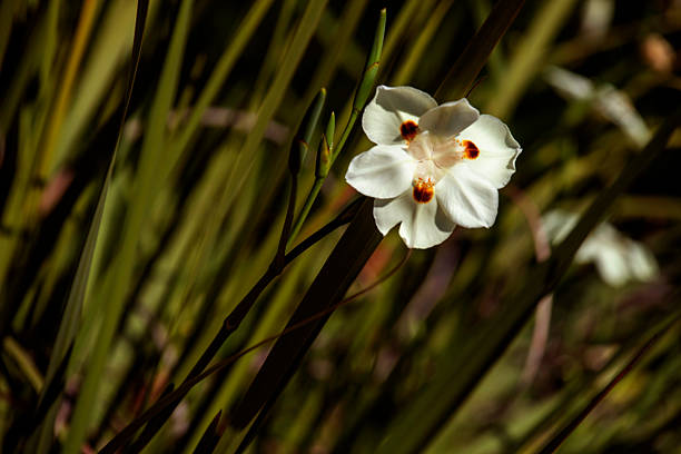 Pale creamy yellow with dark brown spots of a dietes bicolor at a garden in Sydney, New South Wales, Australia (Photo by Tara Chand Malhotra)