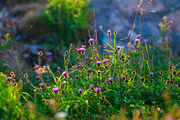 Wildflowers blooming in soft sunset light.