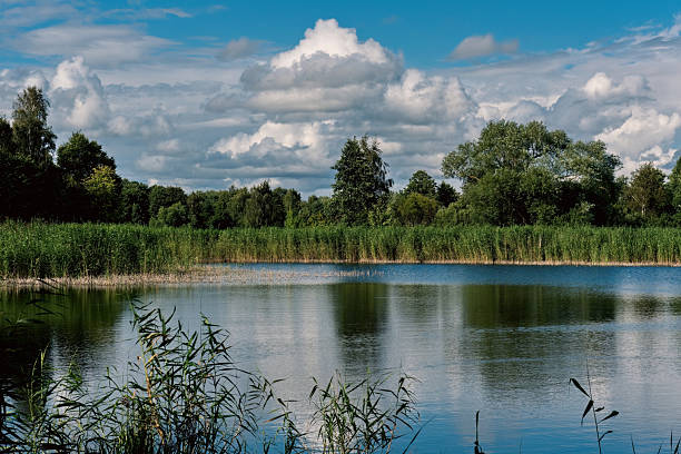 Beautiful natural landscape with calm lake water, green reeds and forest on the horizon under dramatic white clouds and blue sky. Summer scenery in nature reserve.