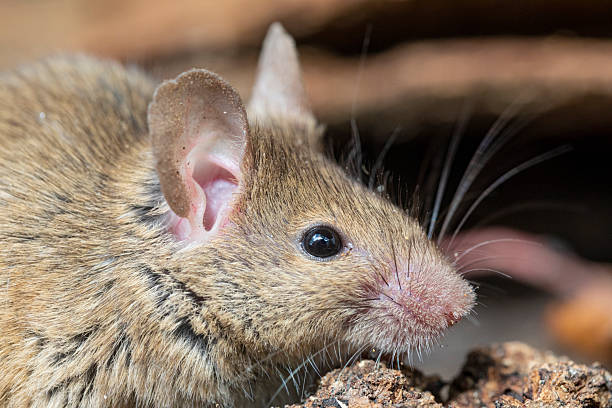 istock Rattus norvegicus - Brown rat portrait, young specimen. 2231370326