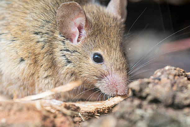istock Rattus norvegicus - Brown rat portrait, young specimen. 2231370327