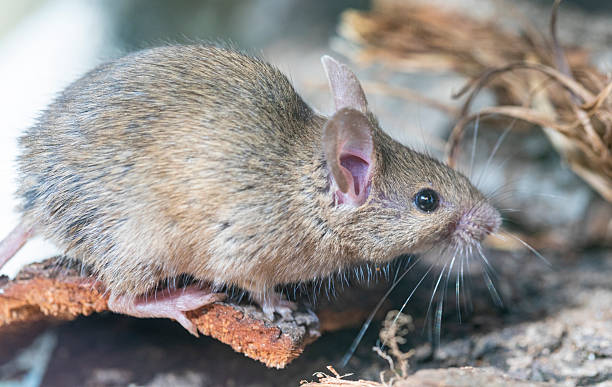 istock Rattus norvegicus - Brown rat portrait, young specimen. 2231370329