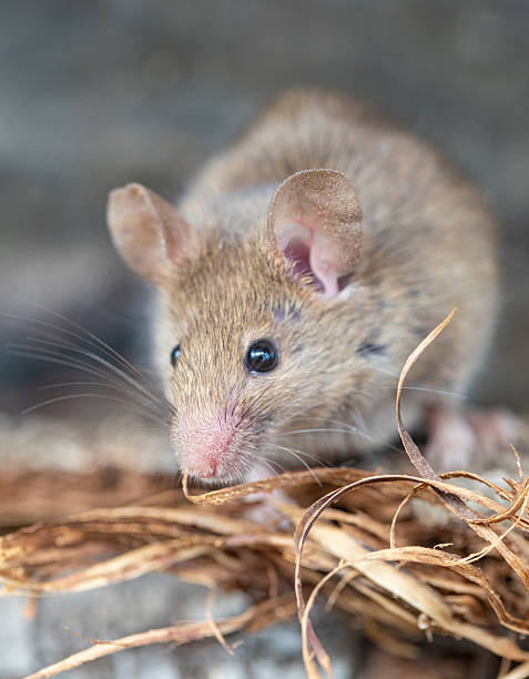 istock Rattus norvegicus - Brown rat portrait, young specimen. 2231370344