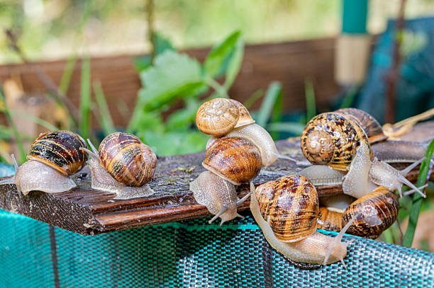 Common snails, snails meeting.