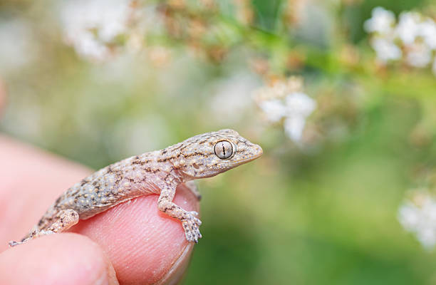 istock Tiny gecko on human nand - Tarentola mauritanica 2231370905