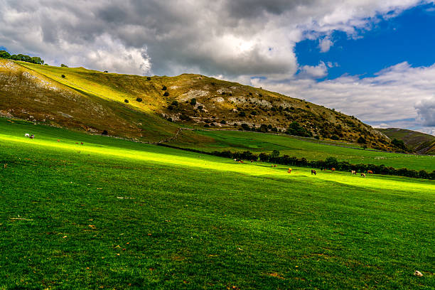 Rolling Hills and Green Meadows of the Peak District with Grazing Cattle under Dramatic Summer Sky