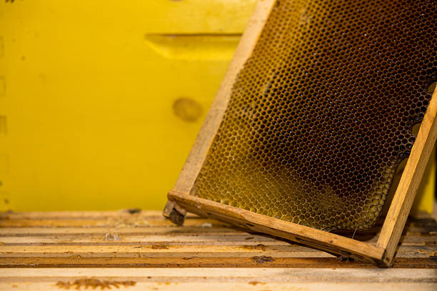 istock Beehive frame with honeycomb stock photo 2231375260