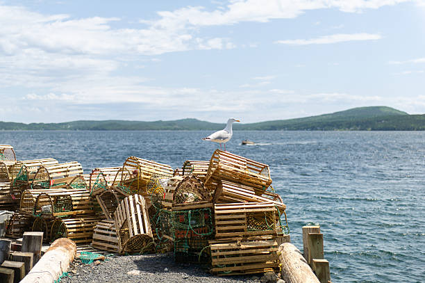 istock Seagull perched on weathered lobster traps in Dildo harbour 2231375333