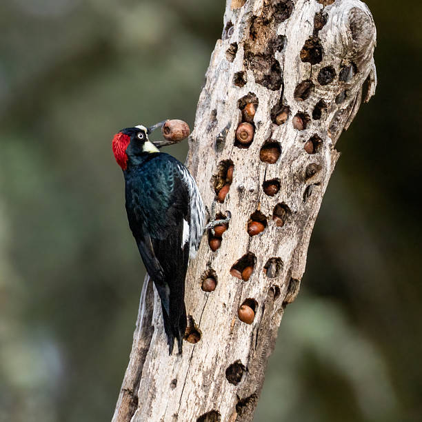 istock Acorn Woodpecker - Female 2231376404