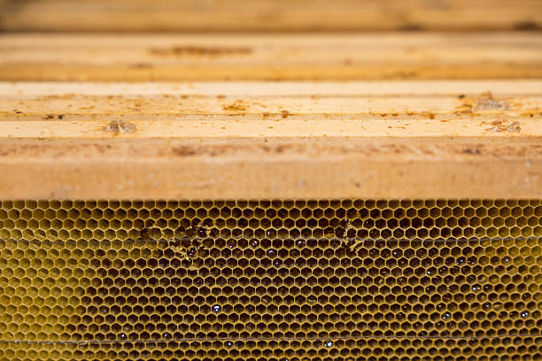 istock Close-up of empty honeycomb frame inside beehive stock photo 2231376880