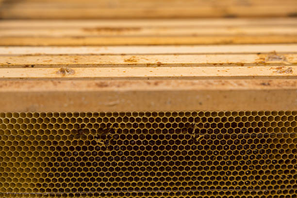 Beehive interior showing multiple wooden frames prepared for bees to build honeycombs and store honey.