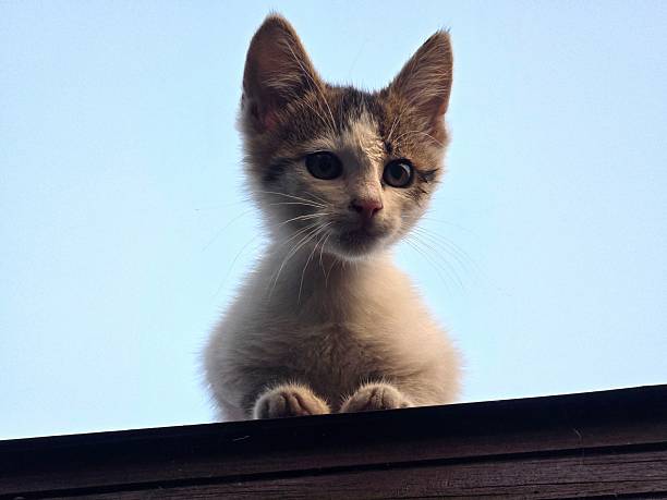 A curious white and tabby kitten is perched on a wooden beam, looking directly at the camera against a clear sky.