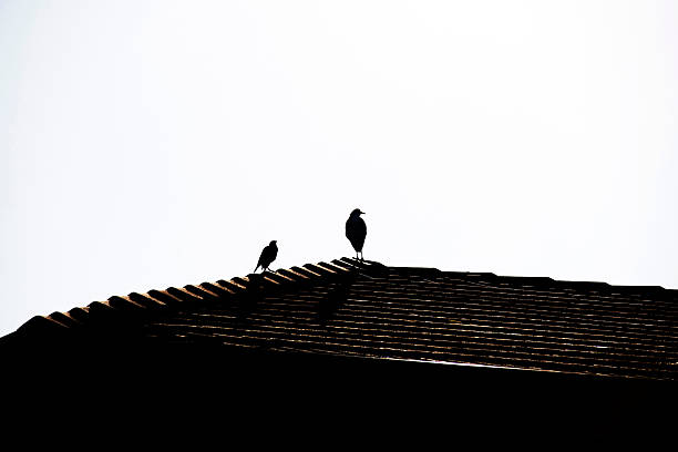 Silhouette of an Australian Masked Lapwings (Vanellus miles) and a Common Myna perching on a house in Sydney, NSW, Australia (Photo by Tara Chand Malhotra)