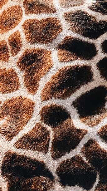Real giraffe print with the fur texture