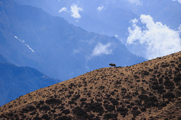 The yak king on mountain top