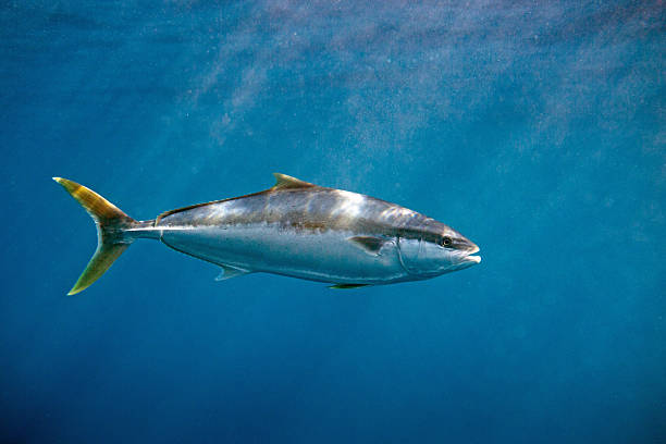 istock Yellowtail kingfish (seriola lalandi) swimming below the surface in blue deep clear ocean water. 2231389313