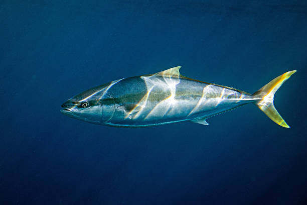 istock Yellowtail kingfish (seriola lalandi) swimming below the surface in blue deep clear ocean water. 2231389341