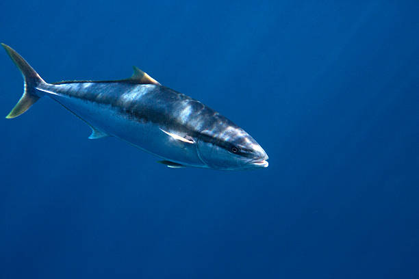 istock Yellowtail kingfish (seriola lalandi) swimming below the surface in blue deep clear ocean water. 2231389372
