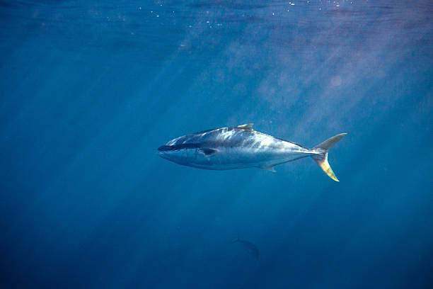 istock Yellowtail kingfish (seriola lalandi) swimming below the surface in blue deep clear ocean water. 2231389413