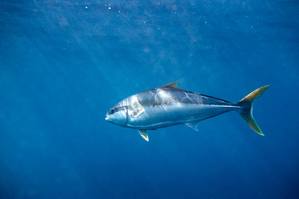 istock Yellowtail kingfish (seriola lalandi) swimming below the surface in blue deep clear ocean water. 2231389458