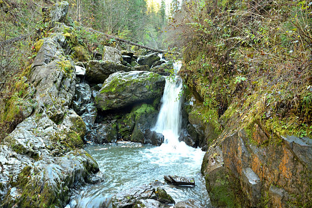 istock A river stream trapped in rocky mountains falls like a turbulent waterfall into a dense coniferous forest on a cloudy autumn morning. 2231393285