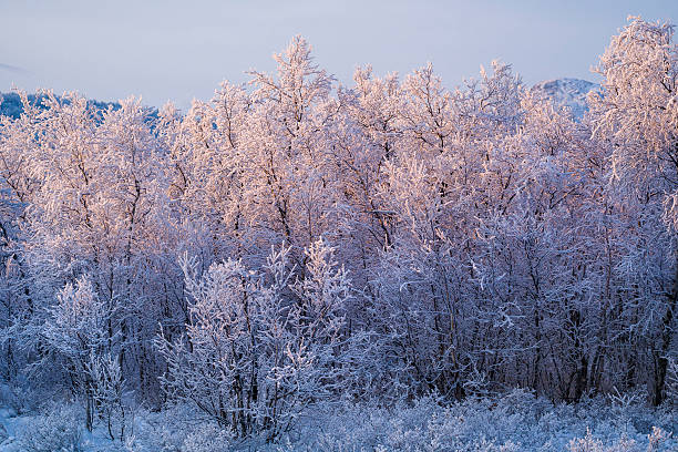 istock Alpenglow on the Birches 2231396004