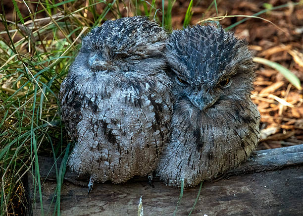 Tawny Frogmouth Bird Sitting on a Balcony Rail