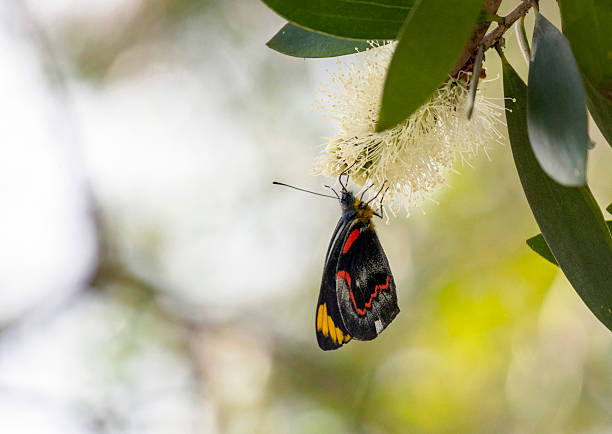 Common Jezebel (Delias eucharis) butterfly sits on a flower in Sydney, NSW, Australia. (Photo by Tara Chand Malhotra)