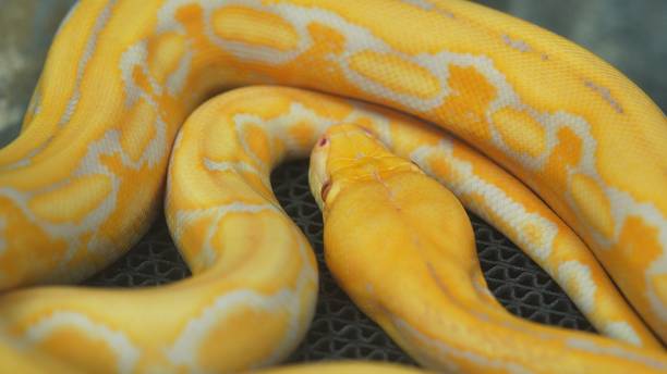 istock Golden Gaze A Captivating Close-Up of an Albino Python 2231398407
