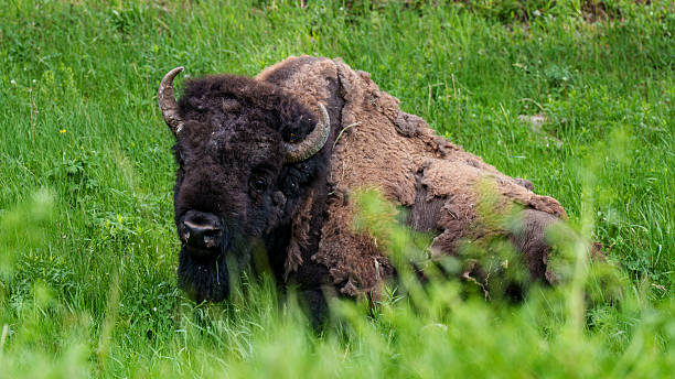 istock American Bison in the Grass 2231398599