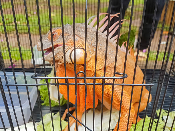 istock Orange Iguana in Cage with Vegetables 2231398630