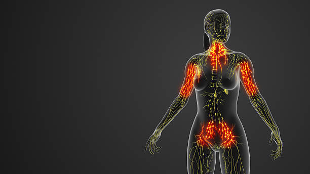 istock Lymphatic Transport Network Displayed in Female Human Body 2231400145