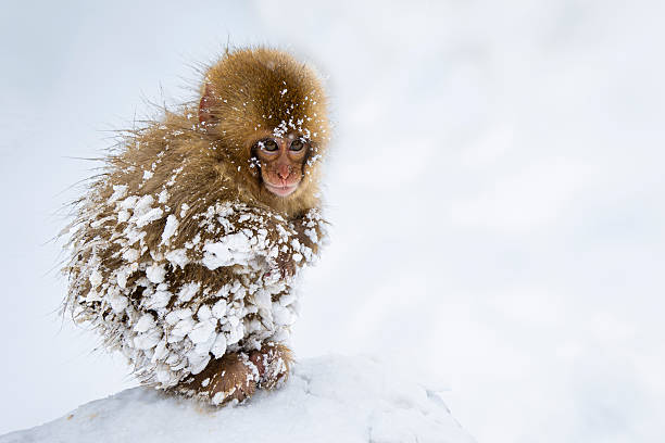 Snow Monkeys or Japanese Macaque in the snow in Japan