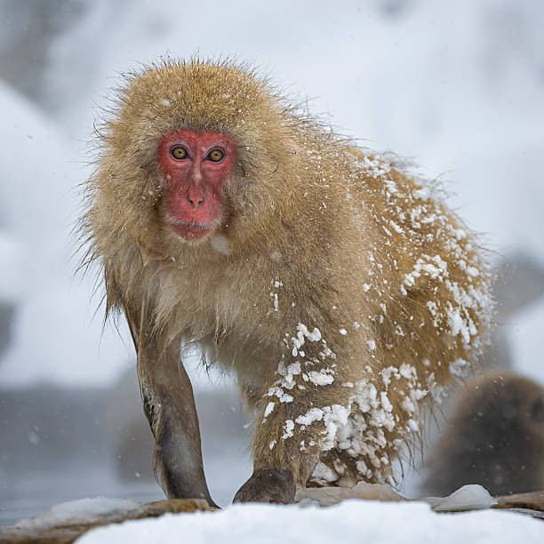 istock Snow Monkeys or Japanese Macaque in Japan 2231403720