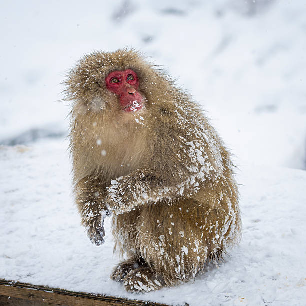 istock Snow Monkeys or Japanese Macaque in Japan 2231403741