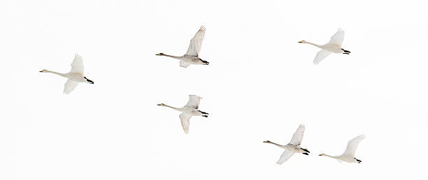 istock Whooper Swans, Japan 2231403929