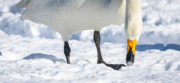 istock Whooper Swans, Japan 2231403985