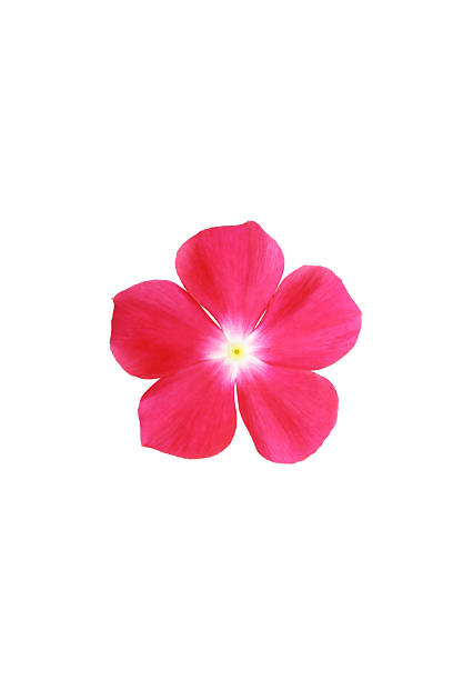istock red flowers og catharanthus on a white background 2231404073