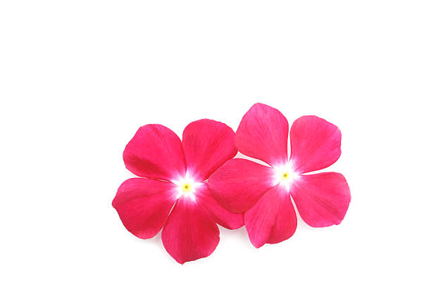 istock red flowers og catharanthus on a white background 2231404075