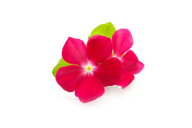istock red flowers og catharanthus on a white background 2231404079