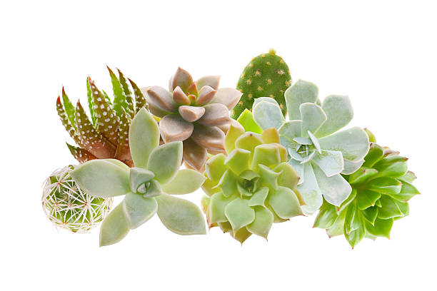 istock echeveria succulent on a white background 2231404103