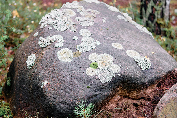 A large rock in a forest is adorned with various shades of green and white lichen, surrounded by soft vegetation and trees.