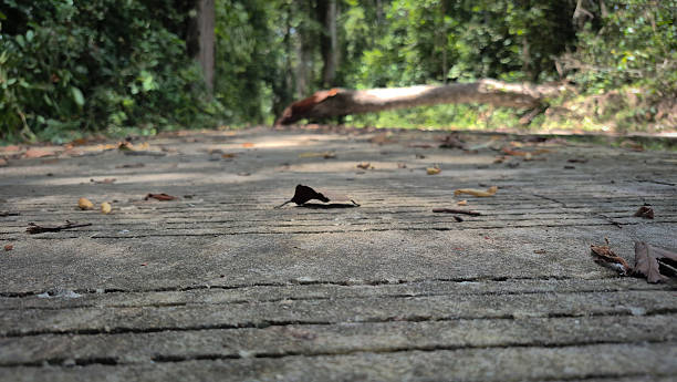 istock Fallen Leaves on Forest Path in Tropical Woodland 2231408788