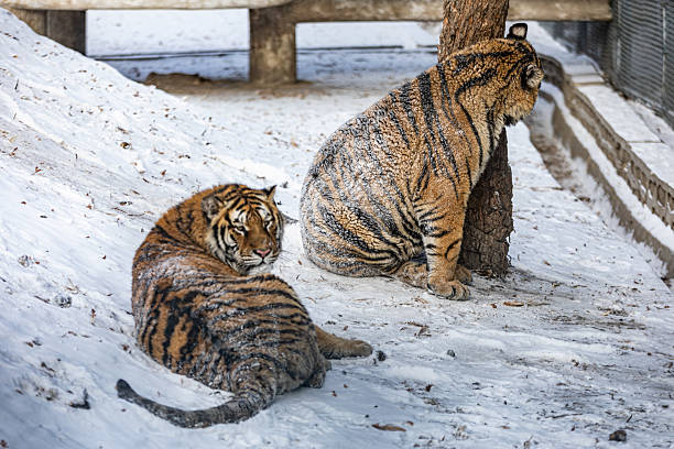 Manchurian tiger, Siberian tiger