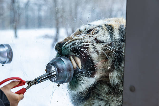Close-up of tiger stalking its prey hiding behind a bush